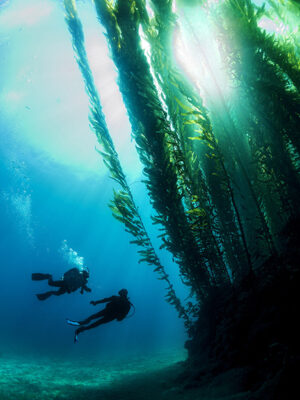 Deep Diver
