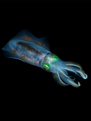 Night Dive