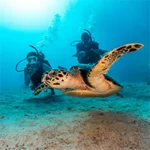 guided dive in eilat