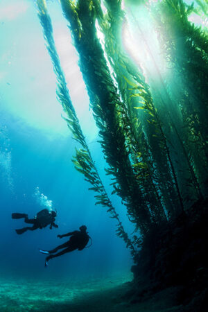 קורס ‏צולל עומק באילת