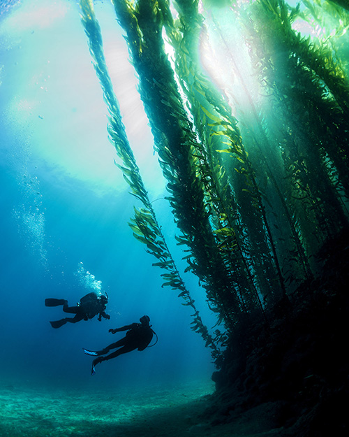 קורס ‏צולל עומק באילת