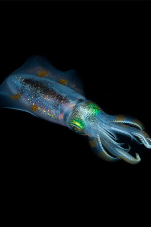 צלילת לילה באילת