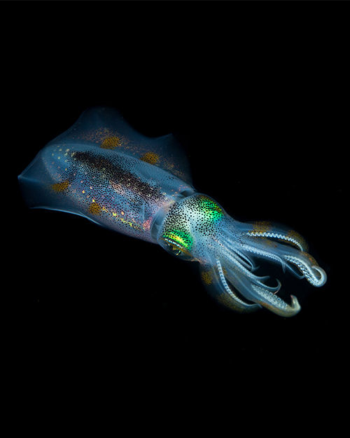 צלילת לילה באילת