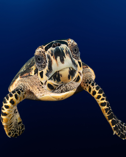 צילום תת-מימי