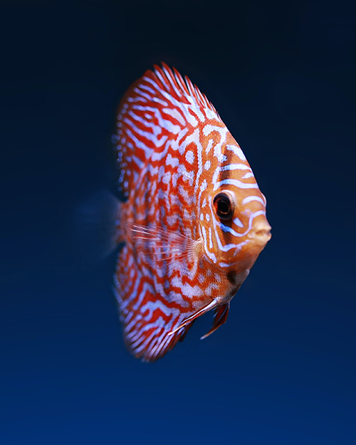 צילום תת-מימי